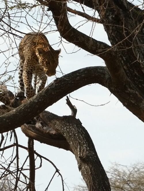 The Slow Safari & Cultural Immersion Journey