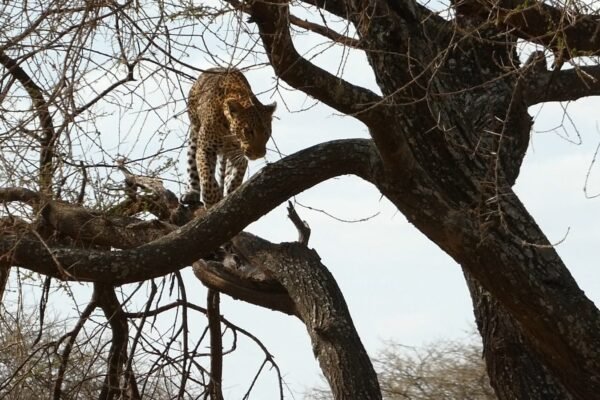 The Slow Safari & Cultural Immersion Journey