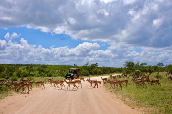 The Kenya & Tanzania Cross-Border Journey