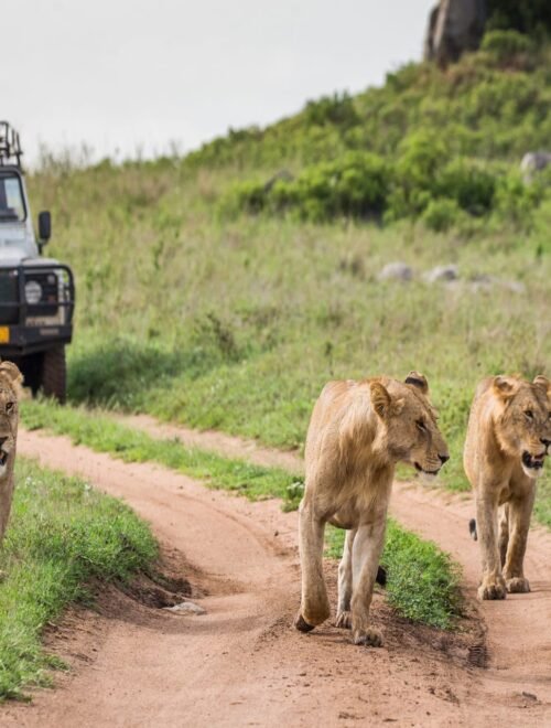 The Southern Tanzania Wilderness Journey