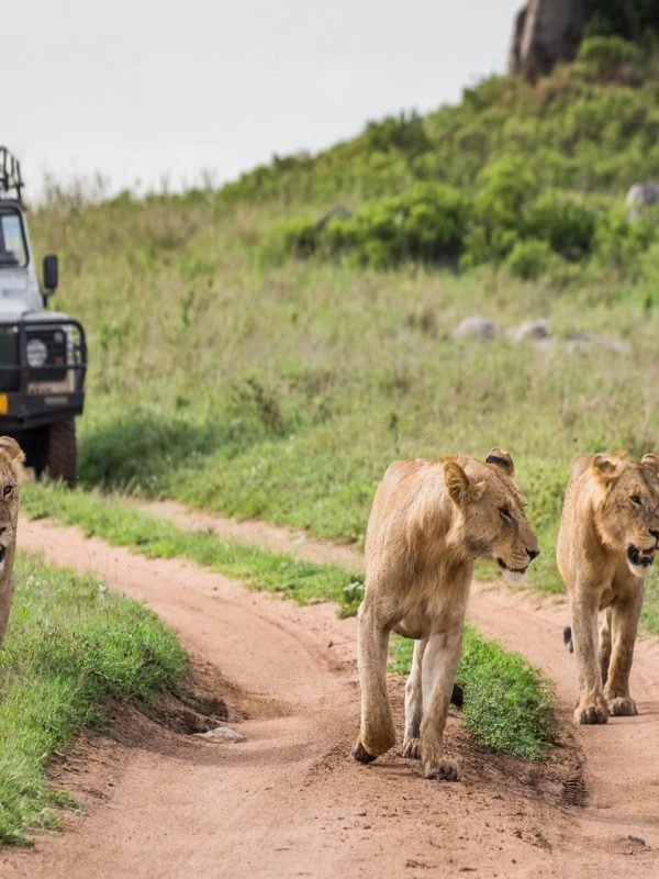 The Southern Tanzania Wilderness Journey